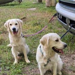 Golden Retrievers from Magnolia Goldens