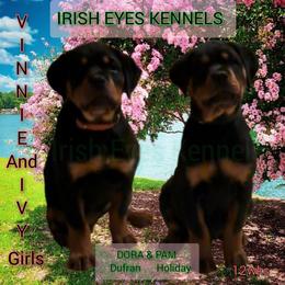 Rottweiler Puppies from Irish Eyes Kennels