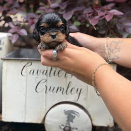 Warrior - Black and tan male Cavalier King Charles Spaniel puppy in Lula, Georgia from Cavaliers by Crumley