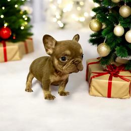 Rojo Boy - Liver male French Bulldog puppy in Bakersfield, California from HOI Frenchies
