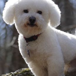 Bichon Frises from Bichon Oasis
