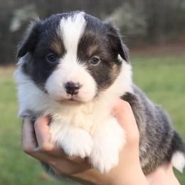 Lark - Blue female Pembroke Welsh Corgi puppy in Fayetteville, Arkansas from Intergalactic Corgis