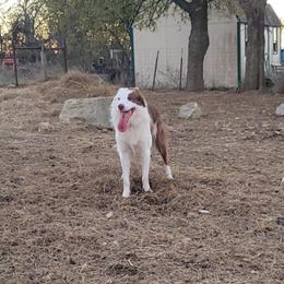Sioux - Border Collie