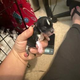 Carl - Black and tan male Chihuahua puppy in Rocky Mount, Virginia from Teeny Chihuahuas