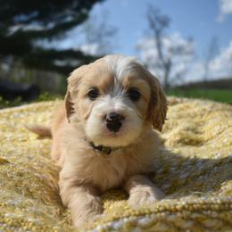 Aussiedoodle and Goldendoodle Puppies from Classic City Doodles