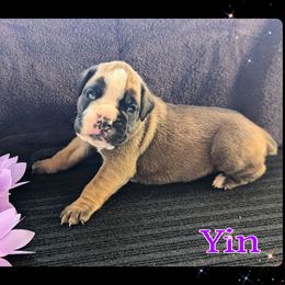 Yin - Fawn female Boxer puppy in Mountain Home, Idaho from LJK Boxers & Toy Aussies
