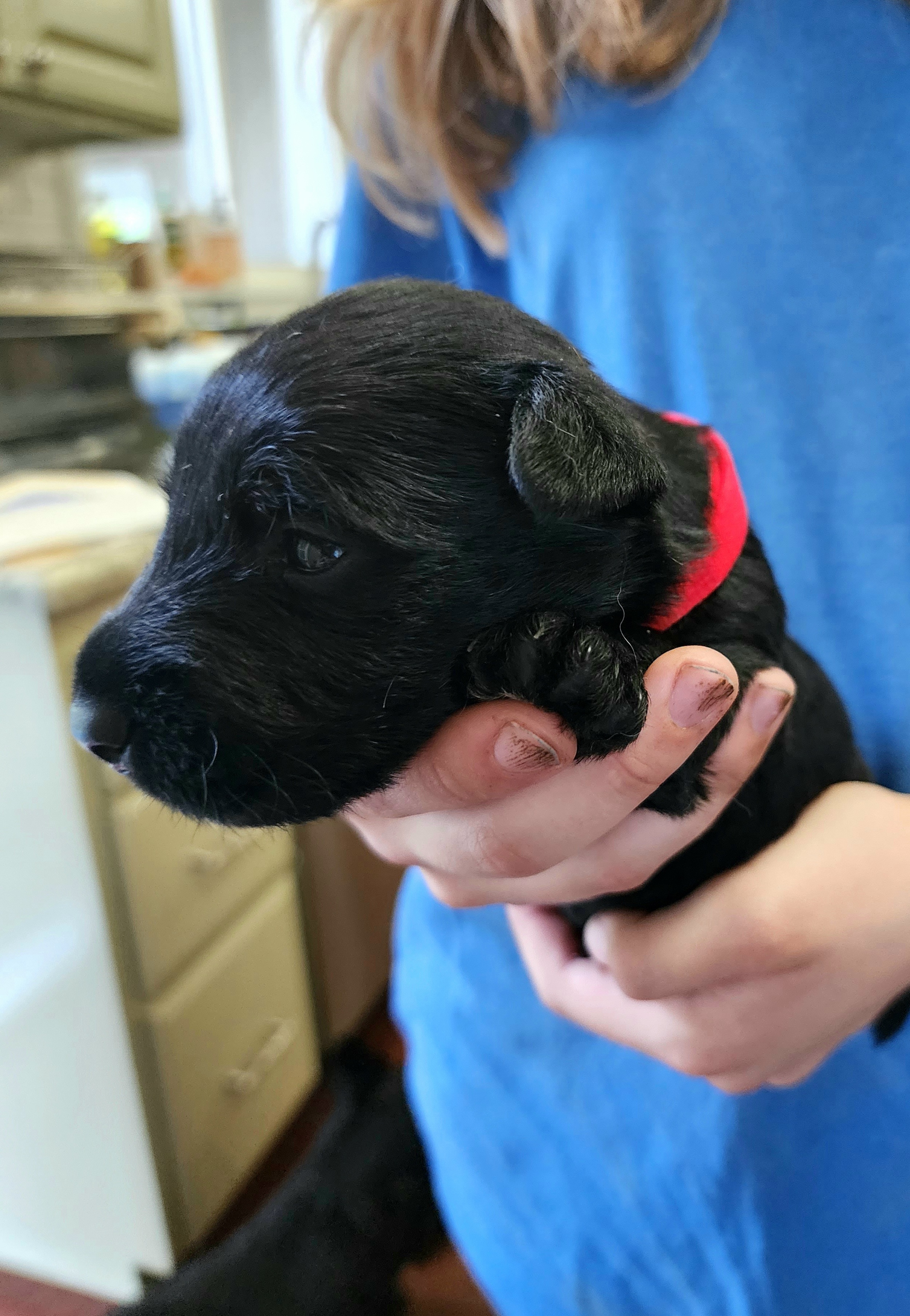 Scottish Terrier Puppies from Nicole's Scottish Terriers