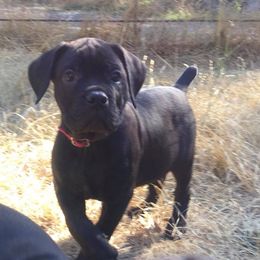 Cane Corso Puppies from Banner Mountain Cane Corso