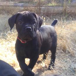 Cane Corso Puppies from Banner Mountain Cane Corso