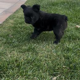 French Bulldog Puppies from EG Bullies