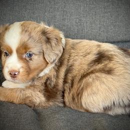 Paxton - Red merle male Toy Australian Shepherd puppy in Ivanhoe, Virginia from P3 Kennel