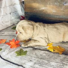 Double Doodle Puppies from North Texas Golden Mountain Doodles