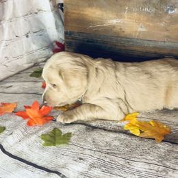 Double Doodle Puppies from North Texas Golden Mountain Doodles