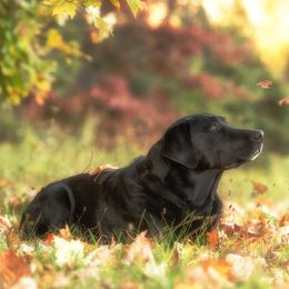 Labrador Retrievers from Julie Mikesell's Labrador Retrievers