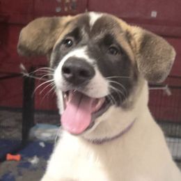 Akita from Jesuel's Akitas