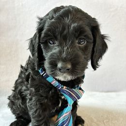 Wednesday - Black and white male Cockapoo puppy in Adrian, Oregon from ApplebyFarm