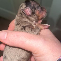 Chihuahua Puppies from Grandbaby Chihuahuas