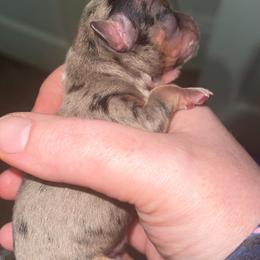 Chihuahua Puppies from Grandbaby Chihuahuas