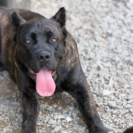Chloe - Chestnut brindle female Cane Corso puppy in Big Stone Gap, Virginia from Montanaro Cane Corsos