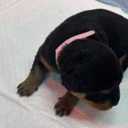 Pink girl - Black and mahogany Rottweiler puppy in Lebanon, Oregon from SOUTH SANTIAM ROTTWEILERS