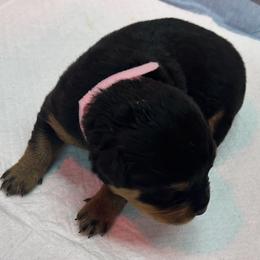 Pink girl - Black and mahogany Rottweiler puppy in Lebanon, Oregon from SOUTH SANTIAM ROTTWEILERS