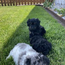 Aussiedoodle Puppies from Olive Tree Mini Aussiedoodles