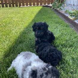 Aussiedoodle Puppies from Olive Tree Mini Aussiedoodles