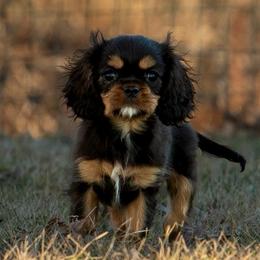 Alexander - Black and tan male Cavalier King Charles Spaniel puppy in Plymouth, Wisconsin from Kelley Cavaliers