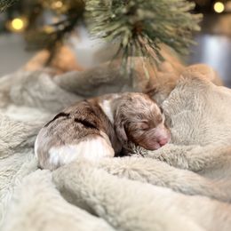 Clara - female Golden Mountain Doodle puppy in Victoria, Texas from Deidre's Doodles