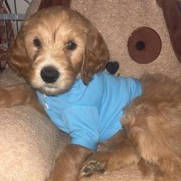 Tommy - Apricot male Goldendoodle puppy in Fort Hood, Texas from Davis Doodles