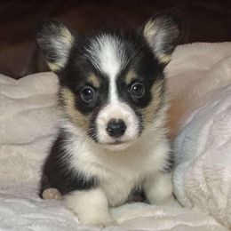 Boy 1 - Black and tan male Pembroke Welsh Corgi puppy in Surprise, Arizona from Ruff and Rowdy Corgis