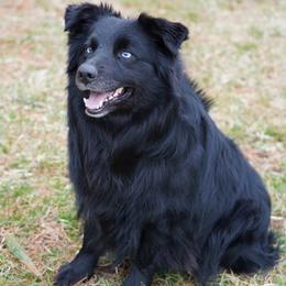 Ace - Australian Shepherd