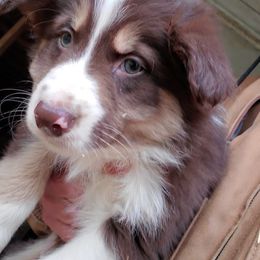 Border Collies from Peaceful Acres Wheeling
