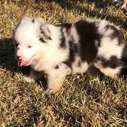 Miniature Australian Shepherds and Toy Australian Shepherds from SK's Toy & Mini Aussies