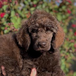 June Bug - Silver-beige  male Poodle puppy in Midwest City, Oklahoma from Strawberry Hill Puppy Patch