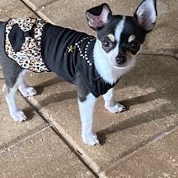 Chihuahua All Grown Up from Roodhaus Chihuahuas