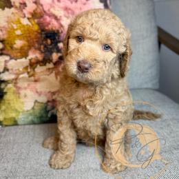 Gertie (maroon collar) - Apricot female Goldendoodle puppy in Murrieta, California from Apricot Poodles & Goldendoodles, LLC