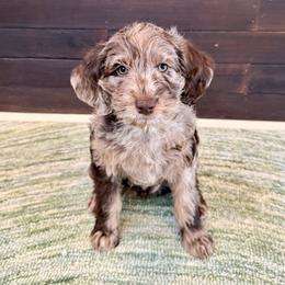 Maple - Chocolate female Labradoodle puppy in Sammamish, Washington from Eastside Labradoodles