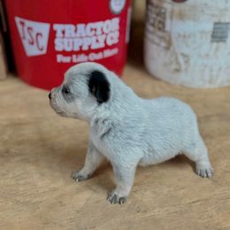 Girl 2 - Blue mottled female Australian Cattle Dog puppy in Hurley, Virginia from BoardCamp Kennels-AKC Australian Cattle Dogs