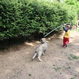 Shiloh Shepherd Puppies from Solace Shilohs