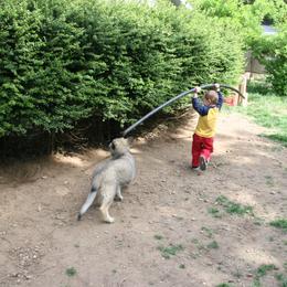 Shiloh Shepherd Puppies from Solace Shilohs