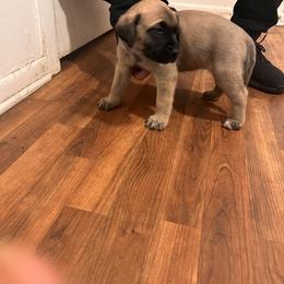 Mastiff Puppies from FrontlineK9 Boarding & Training LLC