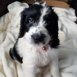 Aussiedoodle Puppies from Coastal Carolina Doodles