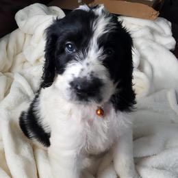 Aussiedoodle Puppies from Coastal Carolina Doodles