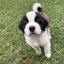 Saint Bernard Puppies from Magnolia Saint Bernards