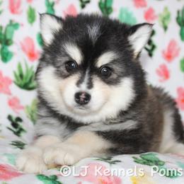 Ra - Black and white male Pomsky puppy in Centerville, Iowa from LJ Kennels Pomskies, LLC