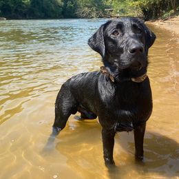 Labrador Retrievers from Magnolia Acres Labradors