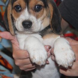 Las Vegas Champion Dad Queenie - Black tan and white female Beagle puppy in Spring Creek, Nevada from Badland Kennel