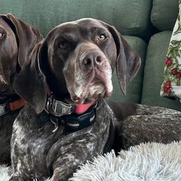 German Shorthaired Pointers from Miracles Happen Farm