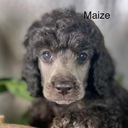 Maize - Silver male Poodle puppy in Greenville, North Carolina from Grace Poodles
